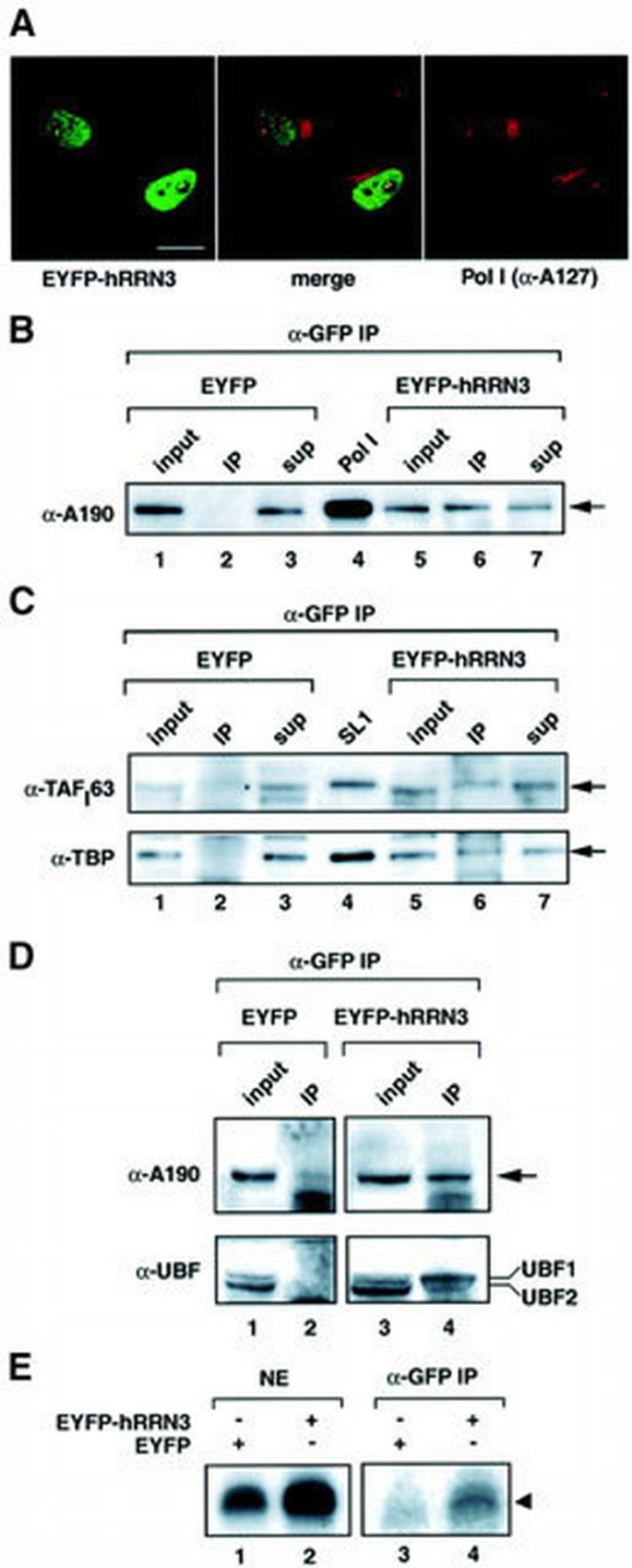 hRRN3 is essential in the SL1‐mediated recruitment of RNA Polymerase I ...