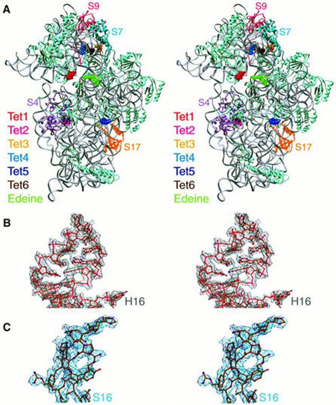 Crystal structures of complexes of the small ribosomal subunit with ...