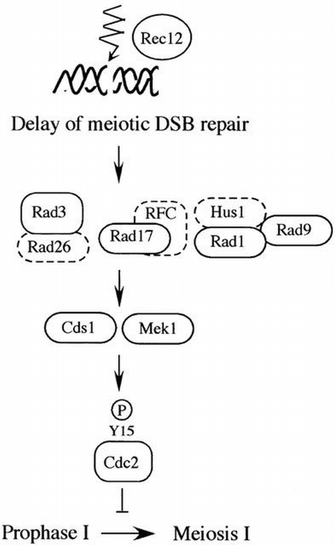 The meiotic recombination checkpoint is regulated by checkpoint rad+ ...