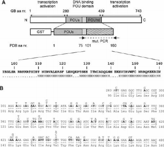 Recruitment of the priming protein pTP and DNA binding occur by ...