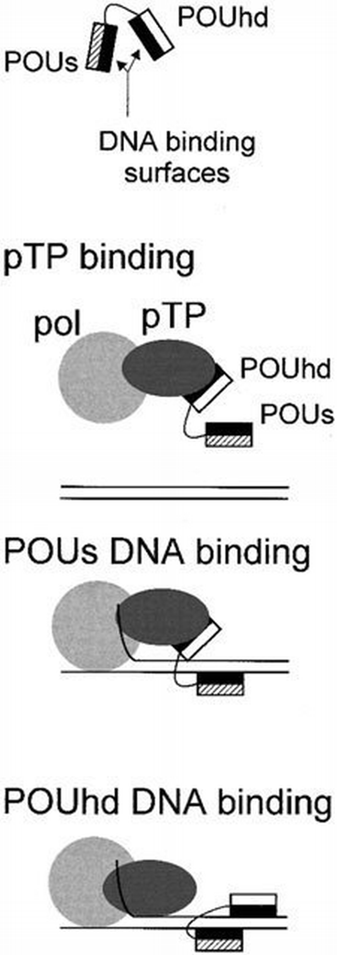 Recruitment of the priming protein pTP and DNA binding occur by ...