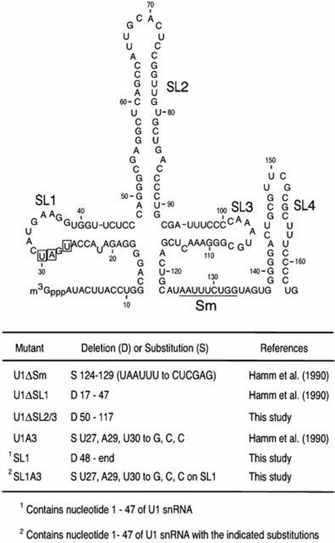 Sequence‐specific interaction of U1 snRNA with the SMN complex | The ...