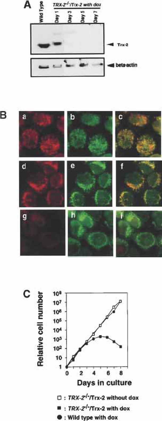 Thioredoxin‐2 (TRX‐2) is an essential gene regulating  mitochondria‐dependent apoptosis | The EMBO Journal