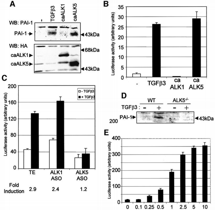 Balancing the activation state of the endothelium via two distinct TGF ...