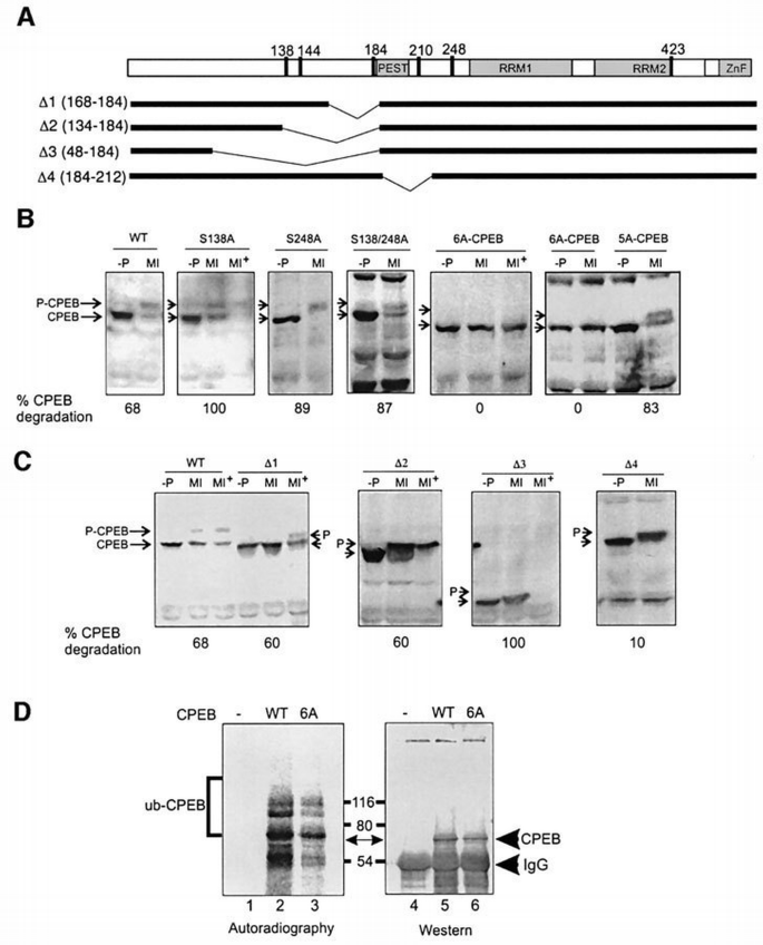 Differential mRNA translation and meiotic progression require Cdc2 ...
