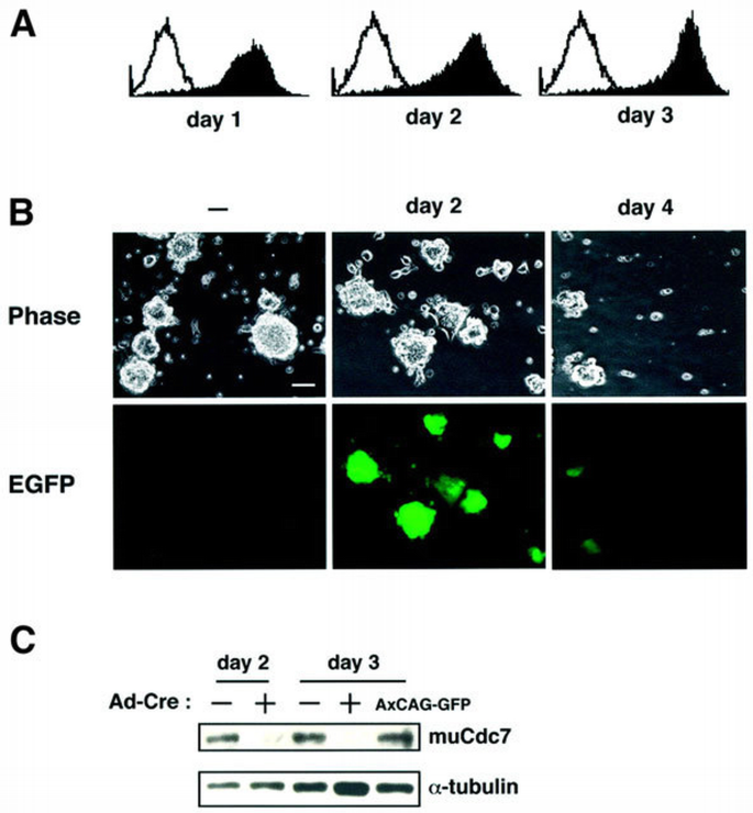 Inactivation of Cdc7 kinase in mouse ES cells results in S‐phase arrest ...