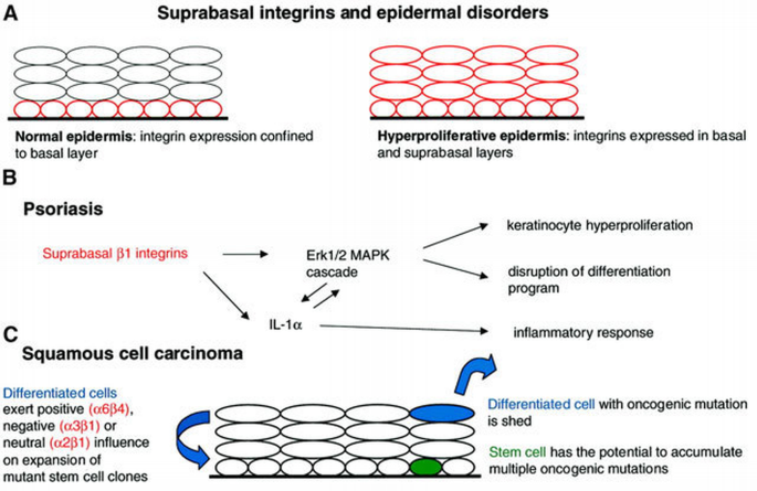 Role of integrins in regulating epidermal adhesion, growth and ...
