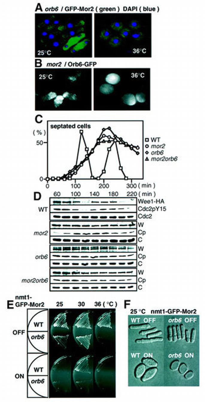 Fission yeast Mor2/Cps12, a protein similar to Drosophila Furry, is ...
