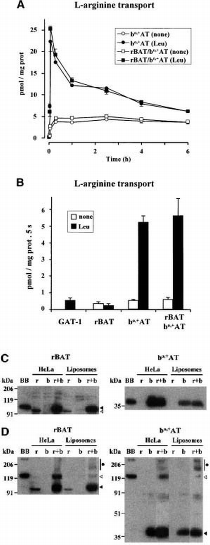 The light subunit of system bo,+ is fully functional in the absence of ...