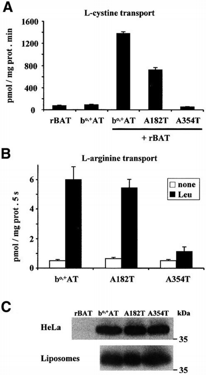The light subunit of system bo,+ is fully functional in the absence of ...