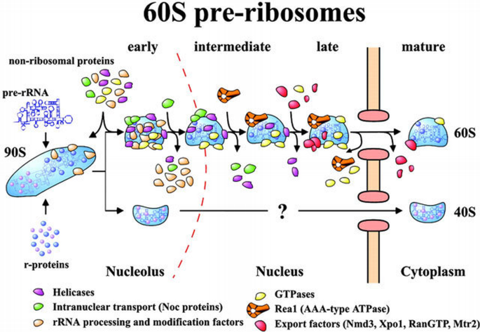 60S pre‐ribosome formation viewed from assembly in the nucleolus until ...