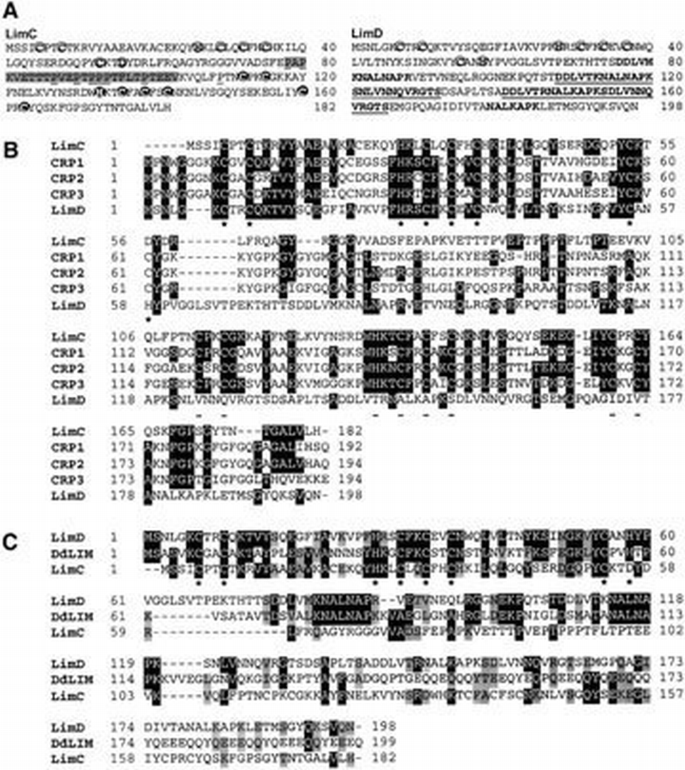 Functions of LIM proteins in cell polarity and chemotactic motility ...