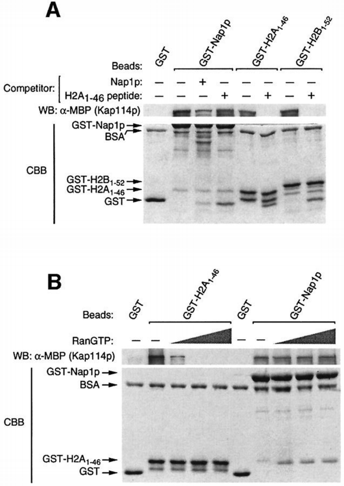 glutathione bb lab GST-Tagged Protein Purification main image 1