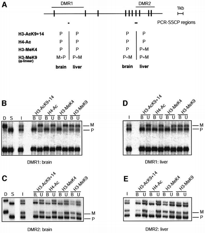 Allele‐specific histone lysine methylation marks regulatory regions at ...