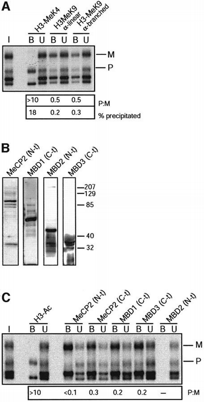 Allele‐specific histone lysine methylation marks regulatory regions at ...