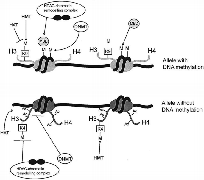 Allele‐specific histone lysine methylation marks regulatory regions at ...