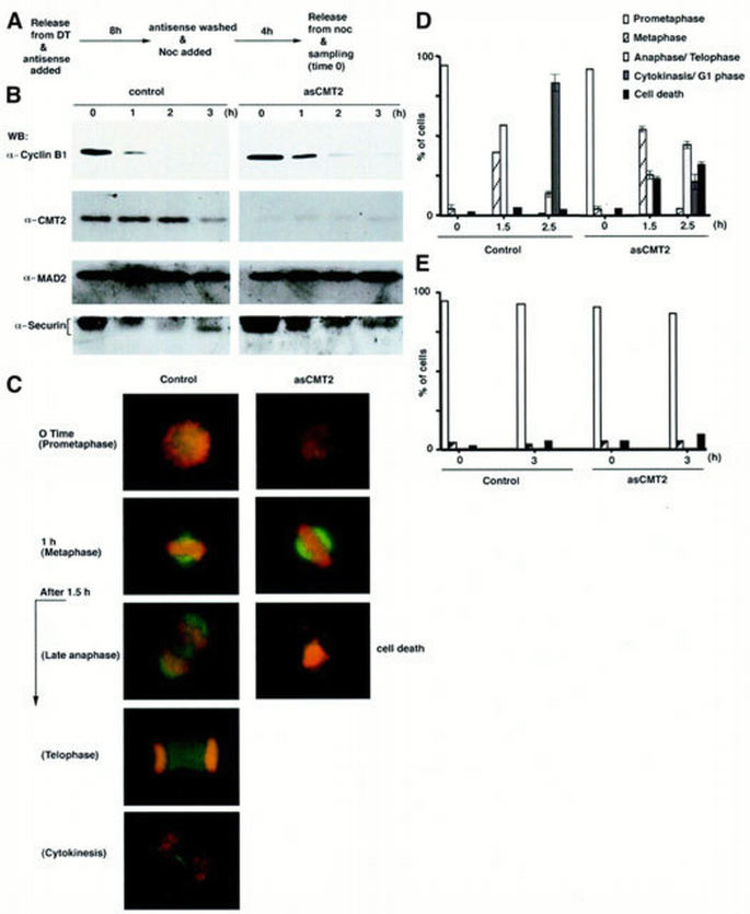 Identification of a MAD2‐binding protein, CMT2, and its role in mitosis ...
