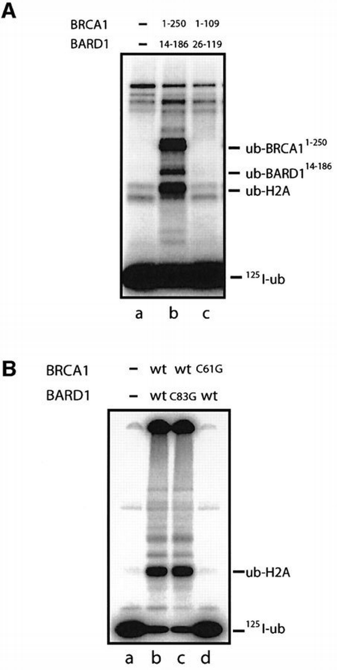 Activation of the E3 ligase function of the BRCA1/BARD1 complex by ...