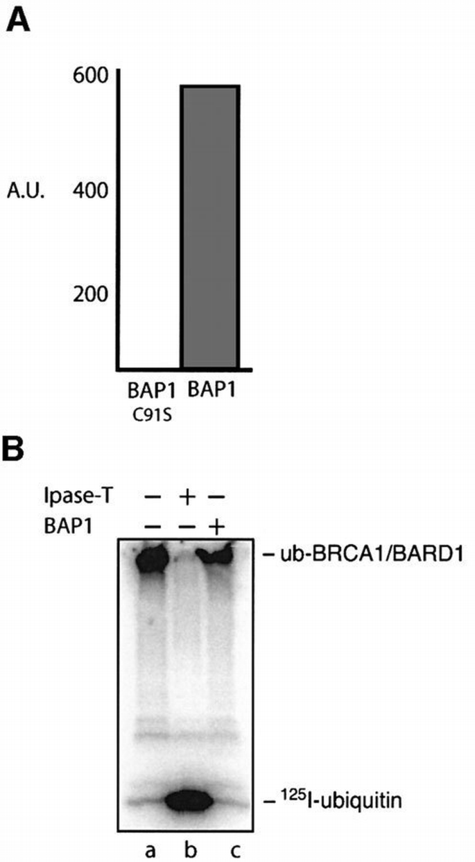 Activation of the E3 ligase function of the BRCA1/BARD1 complex by ...