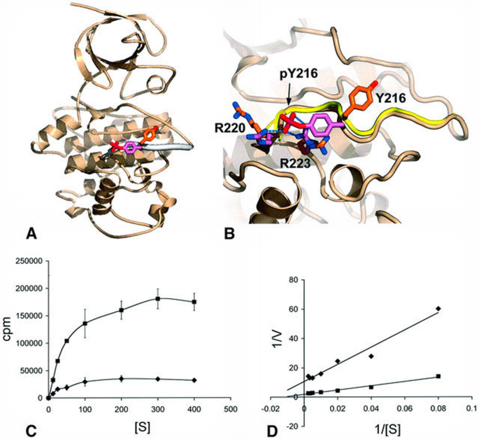 Structural basis for recruitment of glycogen synthase kinase 3β to the ...
