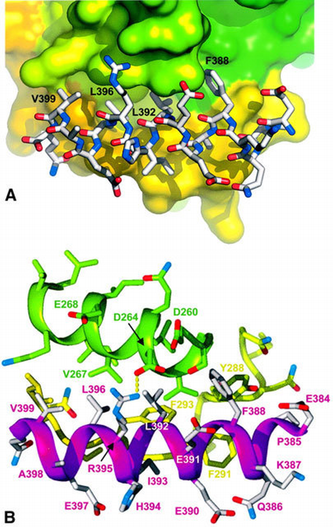 Structural basis for recruitment of glycogen synthase kinase 3β to the ...