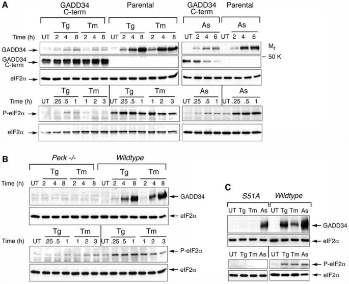 Stress‐induced gene expression requires programmed recovery from ...