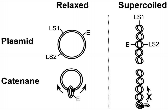 Protein motion from non‐specific to specific DNA by three‐dimensional ...