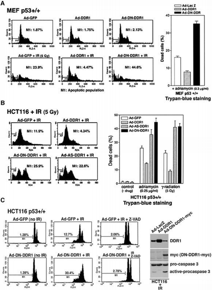 p53 induction and activation of DDR1 kinase counteract p53‐mediated ...