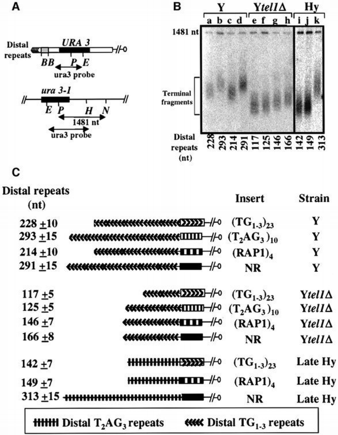 The number of vertebrate repeats can be regulated at yeast telomeres by ...