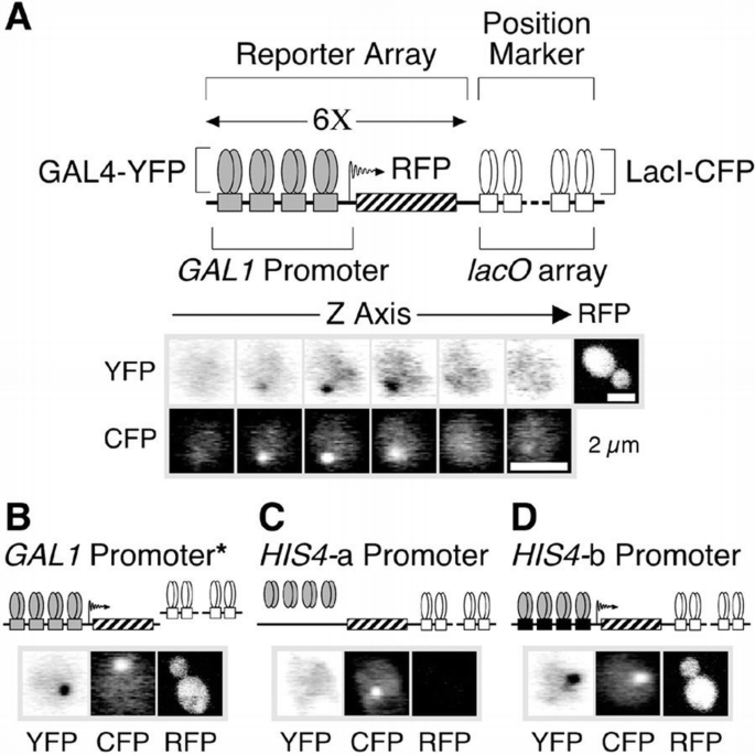 Regions of GAL4 critical for binding to a promoter in vivo revealed by ...