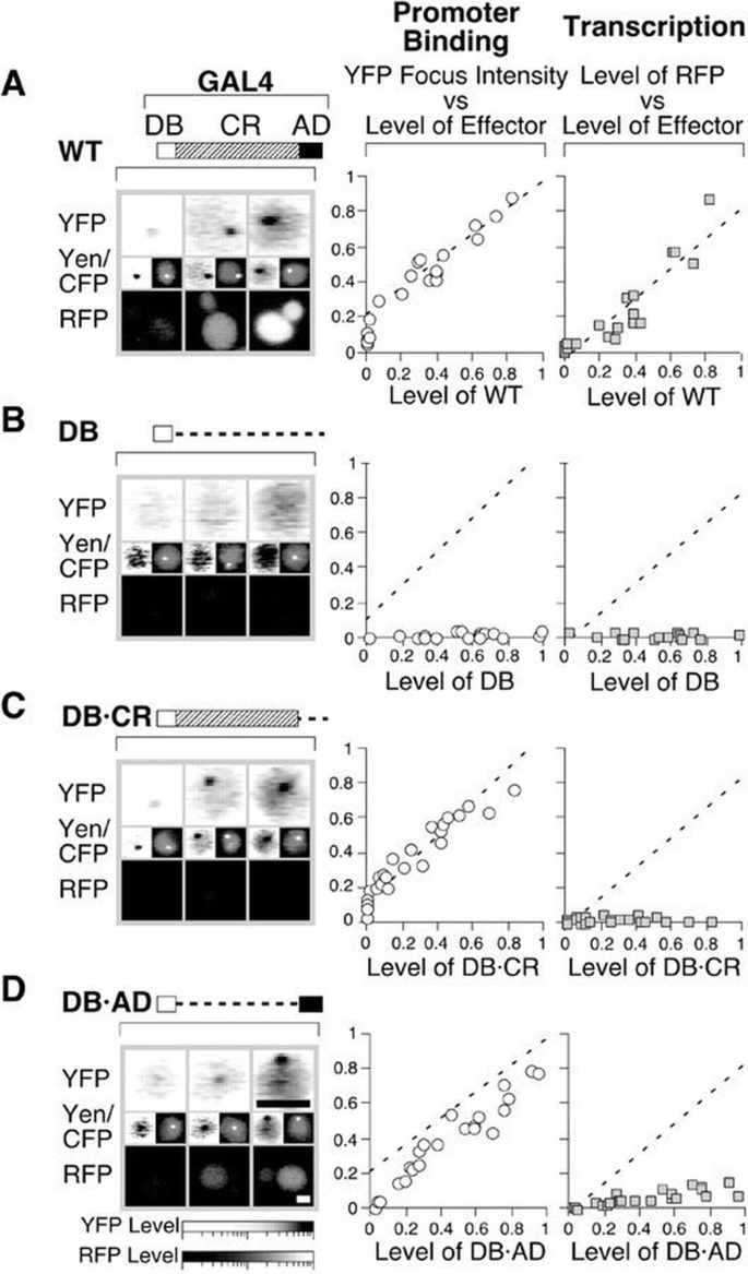 Regions of GAL4 critical for binding to a promoter in vivo revealed by ...