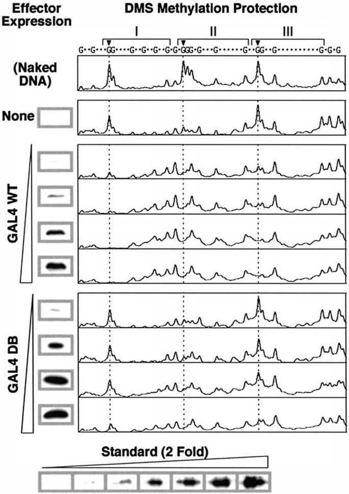 Regions of GAL4 critical for binding to a promoter in vivo revealed by ...