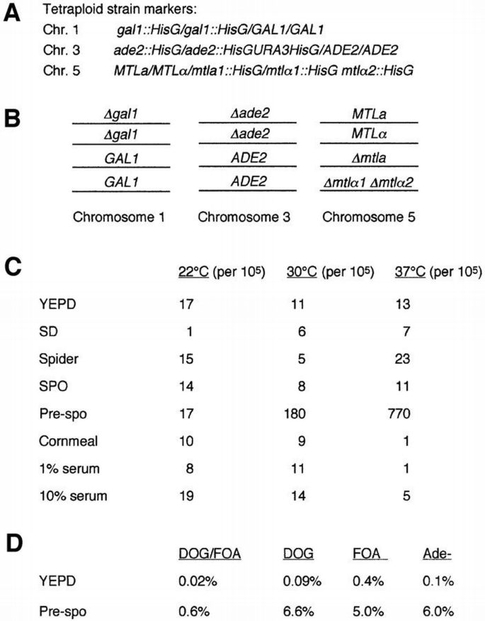 Completion of a parasexual cycle in Candida albicans by induced ...