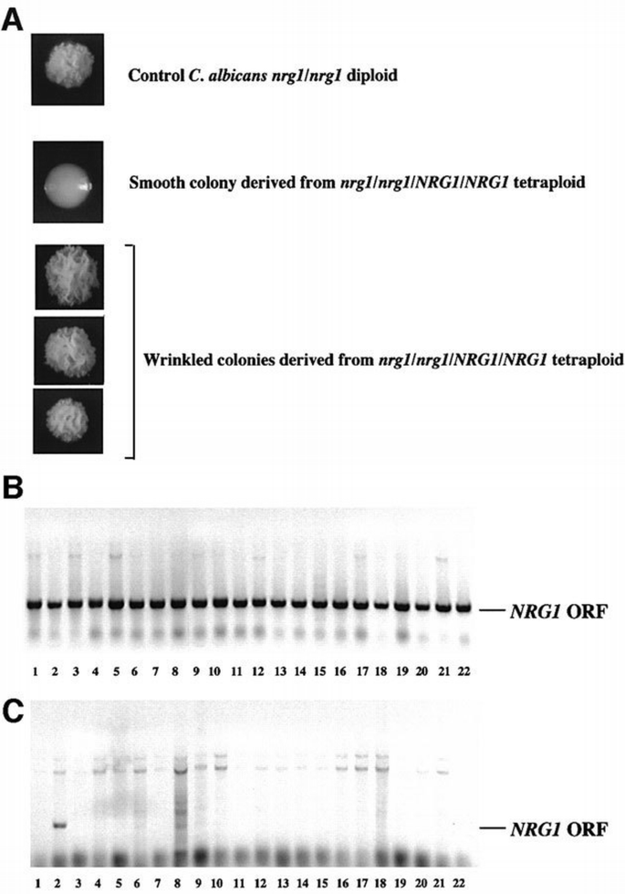 Completion of a parasexual cycle in Candida albicans by induced ...