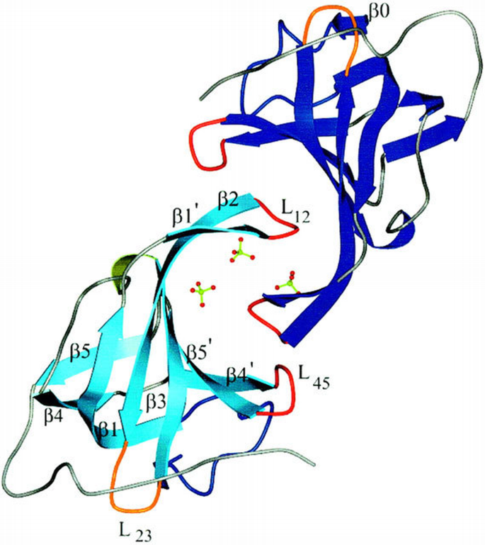 Insights into ssDNA recognition by the OB fold from a structural and ...