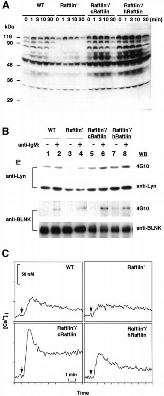 Integirty Rft The B cell‐specific major raft protein, Raftlin, is necessary for the ...