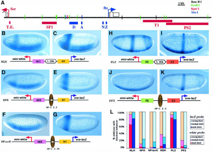 A novel boundary element may facilitate independent gene regulation in ...