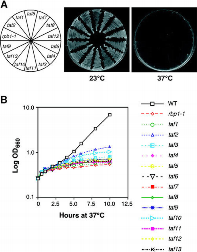 Systematic analysis of essential yeast TAFs in genome‐wide ...