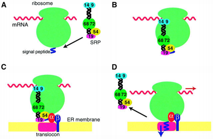 Structure, function and evolution of the signal recognition particle ...