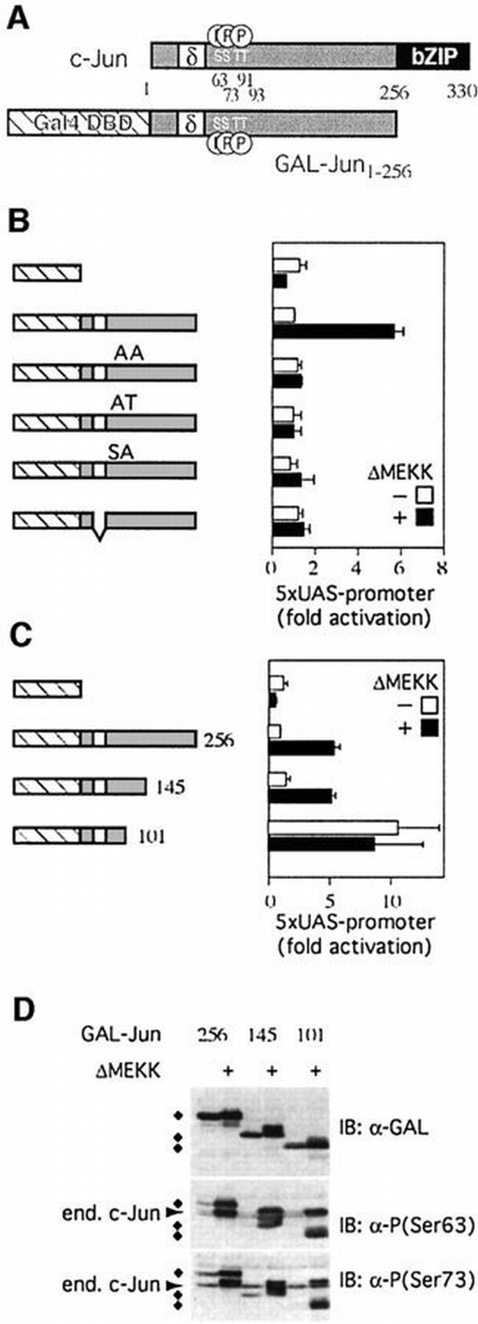 JNK phosphorylation relieves HDAC3‐dependent suppression of the ...