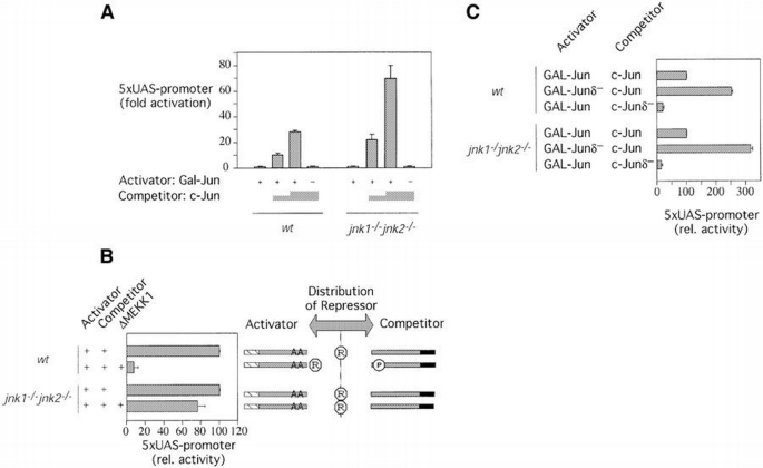 JNK phosphorylation relieves HDAC3‐dependent suppression of the ...