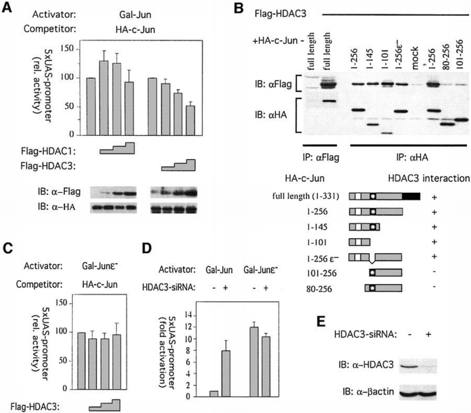 JNK phosphorylation relieves HDAC3‐dependent suppression of the ...