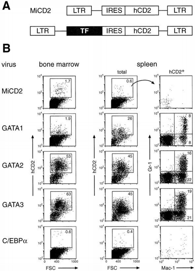 Myeloid lineage switch of Pax5 mutant but not wild‐type B cell ...