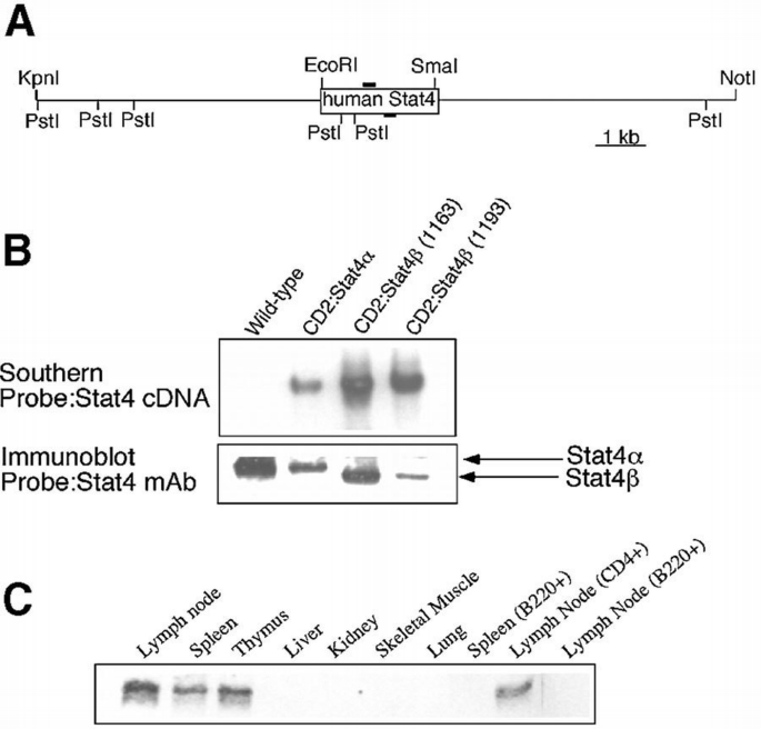 Distinct requirements for the naturally occurring splice forms Stat4α ...