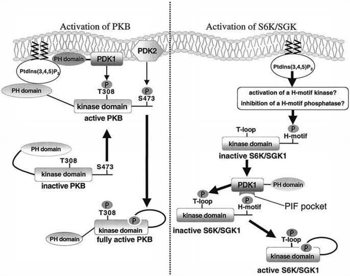 Pdk1 In vivo role of the PIF‐binding docking site of PDK1 defined by knock ...