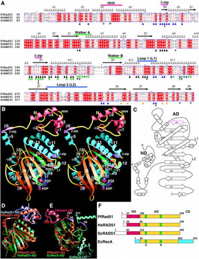 Gen Rad51 Full‐length archaeal Rad51 structure and mutants: mechanisms for RAD51 ...