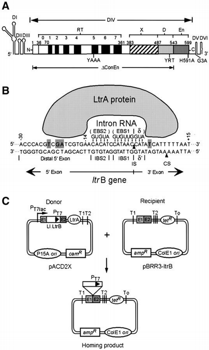 Group II intron mobility using nascent strands at DNA replication forks ...