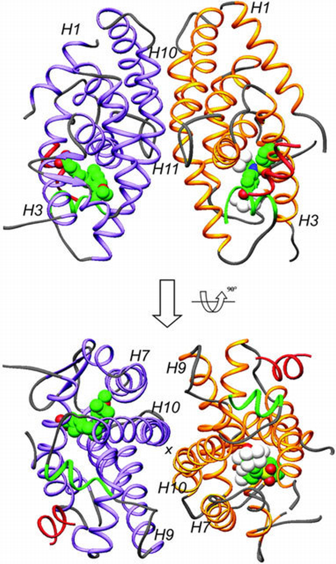 Crystal structure of the heterodimeric complex of LXRα and RXRβ ligand ...