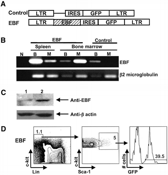 Enforced expression of EBF in hematopoietic stem cells restricts ...