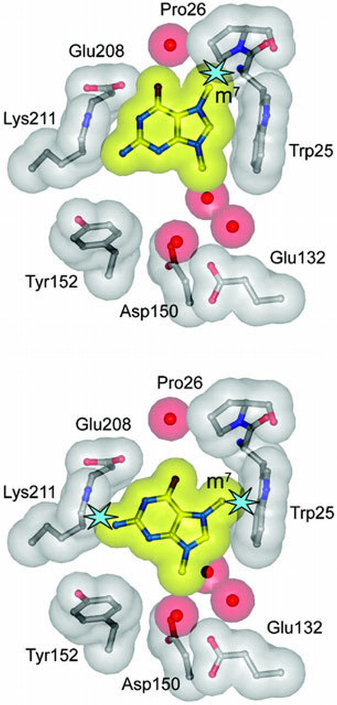 Crystal structures of 3‐methyladenine DNA glycosylase MagIII and the ...